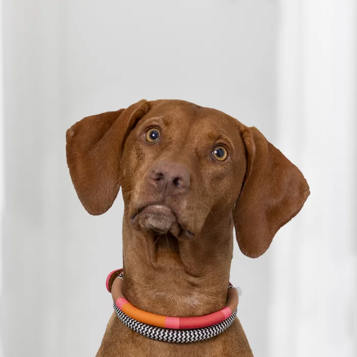 Bruni – Bürohund bei keller.mitausblick* Brunhilde vom Berghof Paulus